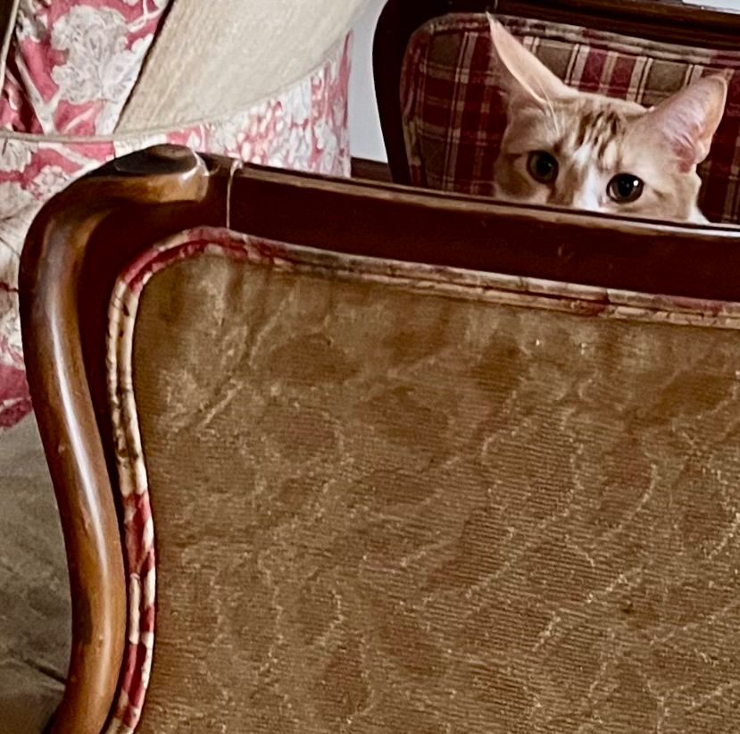 An orange tabby cat named Sunday, looking puzzled,  peers out from over the chair’s arm.