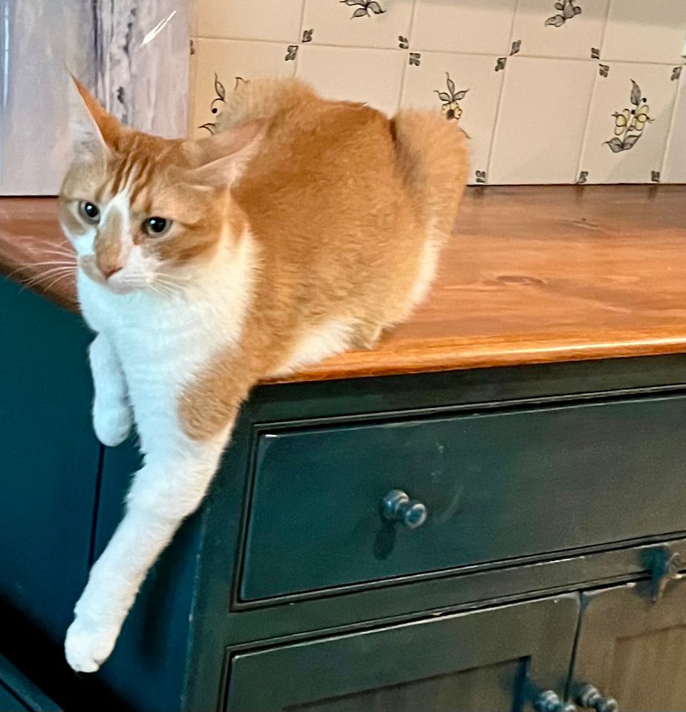 An orange tabby cat named Sunday loafs on a counter with her left leg extended over the edge and her right paw tight against it.