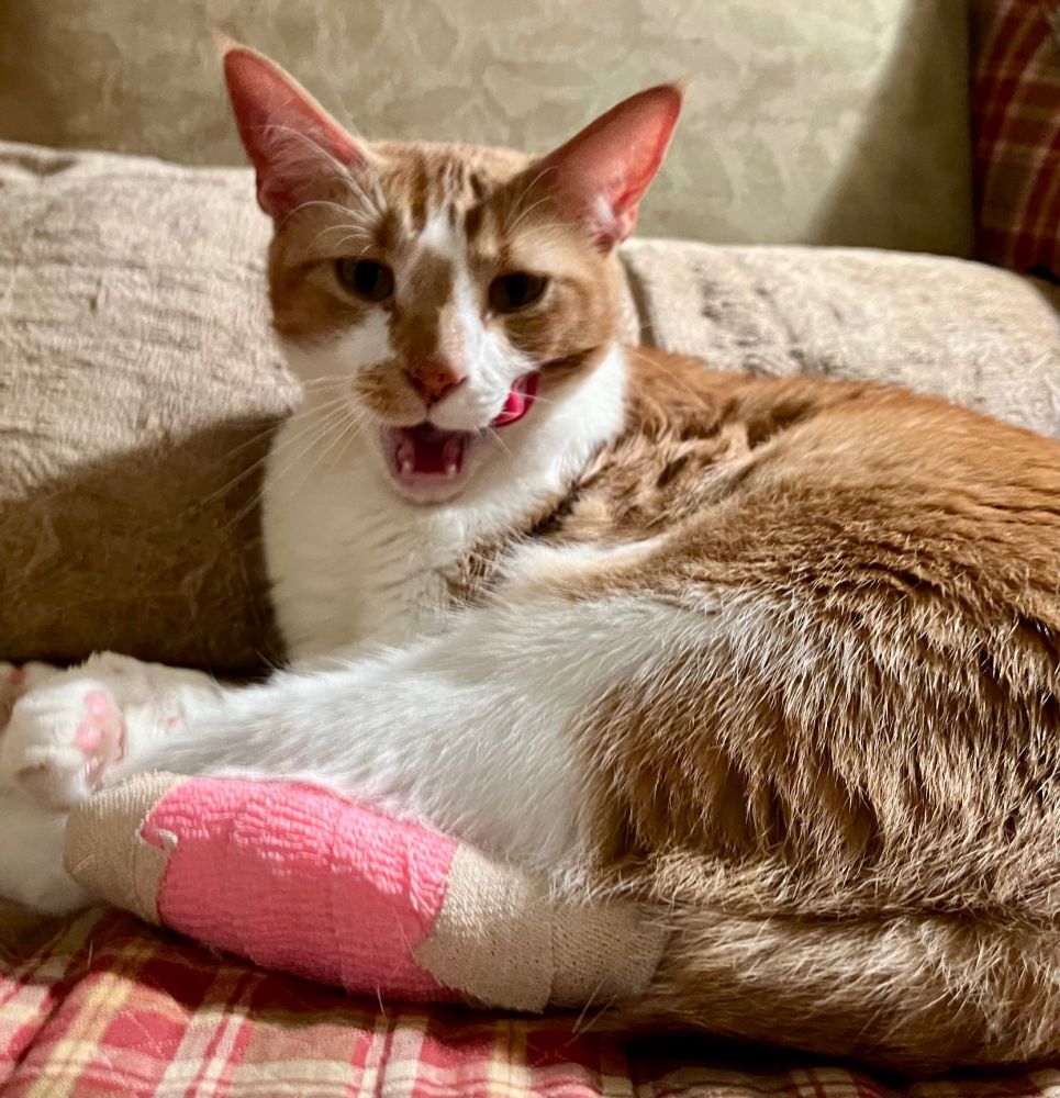 An orange tabby cat named Sunday licks her chops as she shows off her pretty pink bandage. 