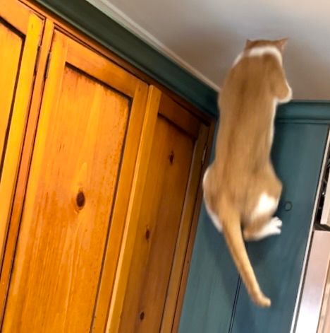 An orange cat named Sunday hangs on like Sloopy as she jumps from a kitchen counter to the top of a refrigerator. 