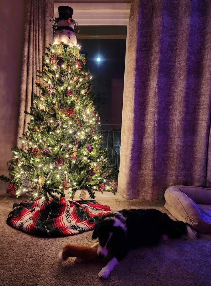In this photo, Ranger is a tri color half cavalier half Sheltie Dog playing with a toy, infornt of a Christmas tree, the tree has a snowman topper.  Behind the tree is a patio door. You can see the supermoon that looks like the star of bethlehem
