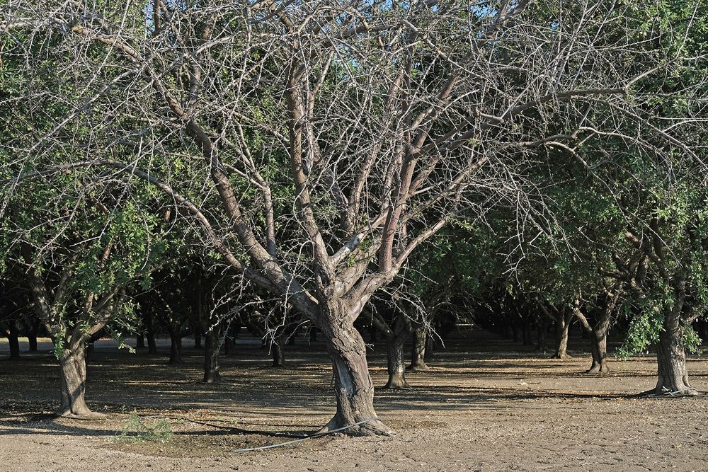 A tree without leaves among leafy trees in an orchard. Photo by Caleb Hampton