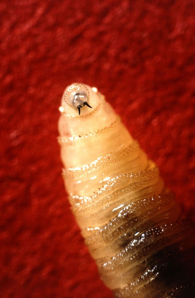 Close-up of one screwworm larva against a red background