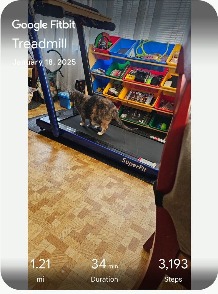 My extra large, dilute calico Lapis is standing on the treadmill, appearing as if she's actually using it.