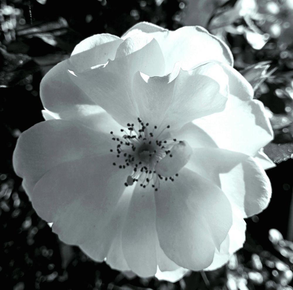 Weiße Rose am Strauch fotografiert in schwarz-weiß von hinten beleuchtet.