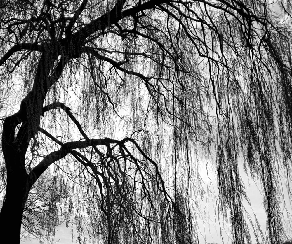 Trauerweide in schwarz-weiß fotografiert in der Abendsonne.