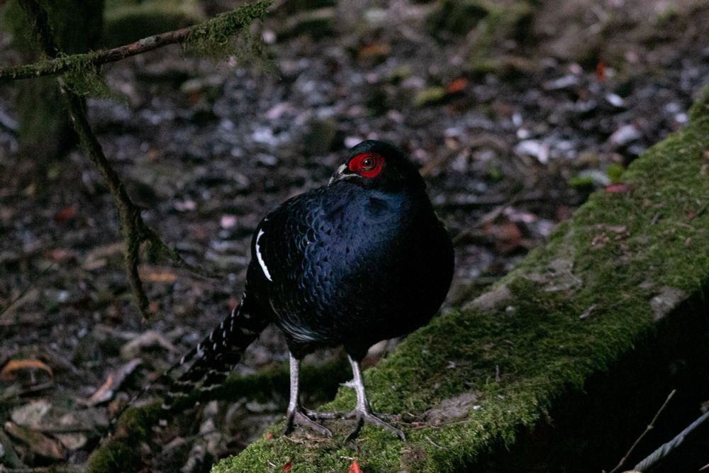 A photo of a Mikado Pheasant in Taiwan. He’s standing on top of a moss covered concrete slab 