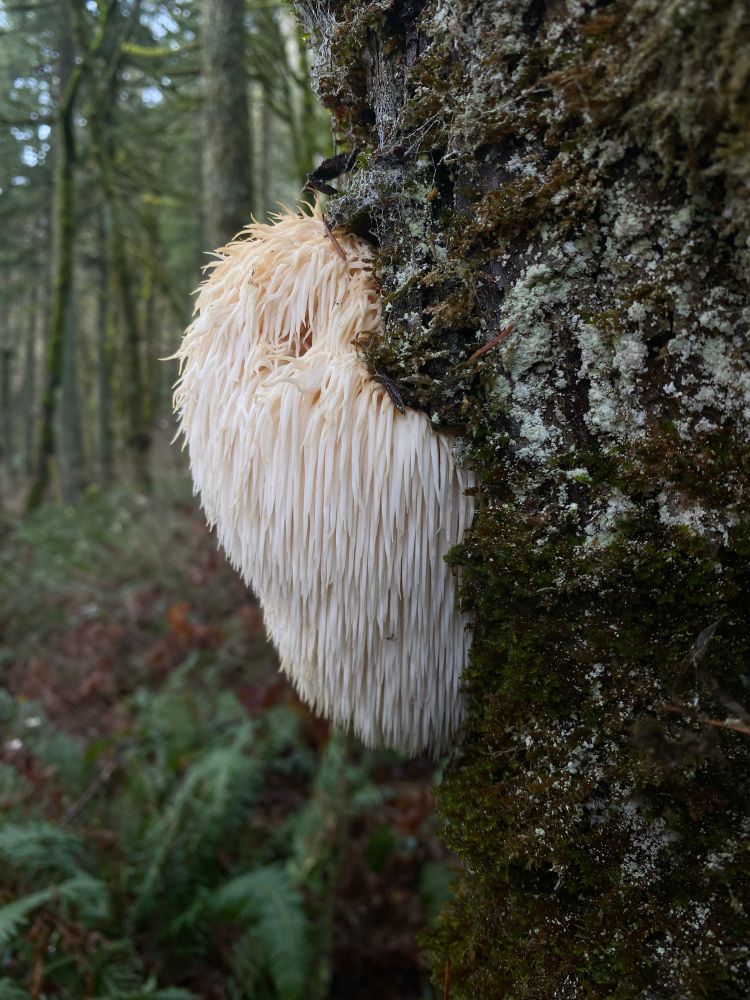 lion’s mane mushroom growing on a tree in a pacific northwest rainforest 