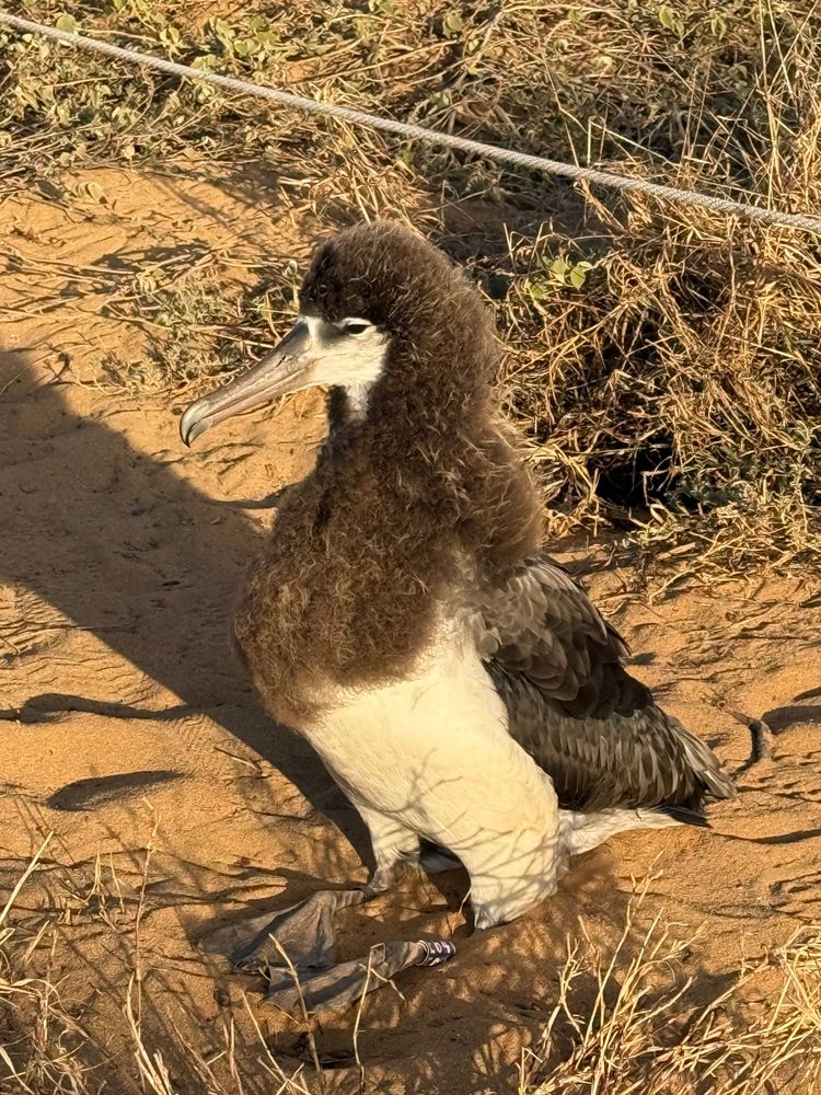 photo of a juvenile laysan albatross sitting on the sand. the bird has some fuzzy hair around its face and down to its chest 