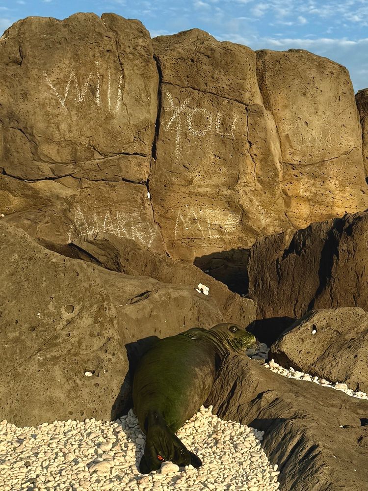 a hawaiian monk seal looking back over his shoulder in front of a large rock. someone scratched into the rock “will you marry me”. it looks like the seal is asking the question 