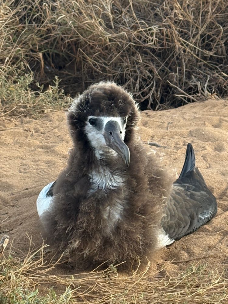 photo of a juvenile laysan albatross sitting on the sand. the bird has some fuzzy hair around its face and down to its chest 
