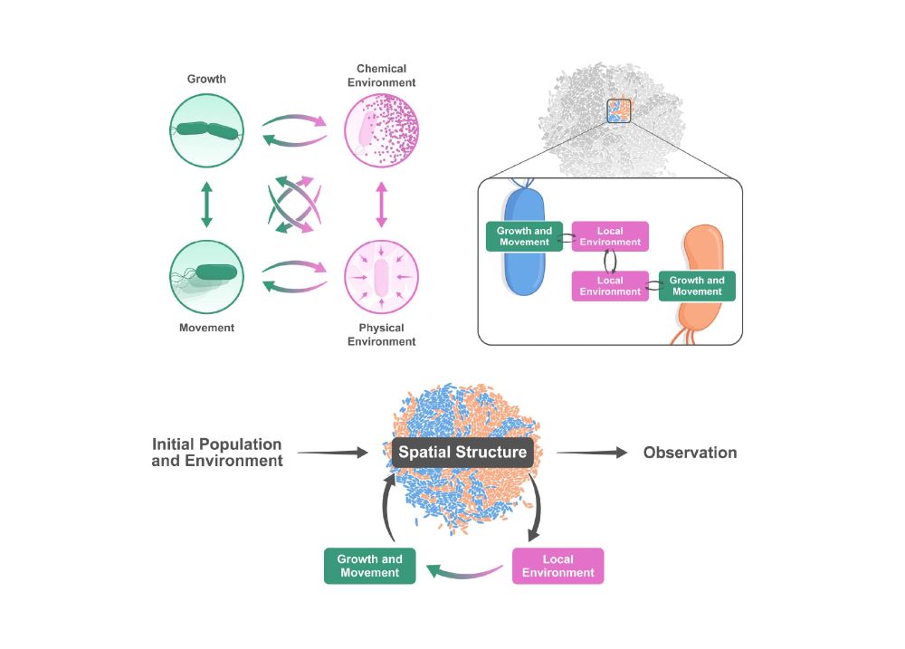 Schematic of factors and feedbacks driving spatial patterning in microbial communities. Spatial patterns emerge from growth and movement of cells, these are shaped by local chemical and physical environment, which in turn are shaped by activity of cells. 
