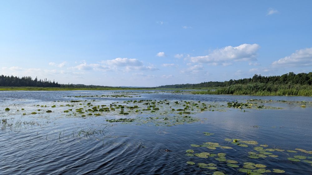 A sunny view of a river with Lilly pads and Reed's.