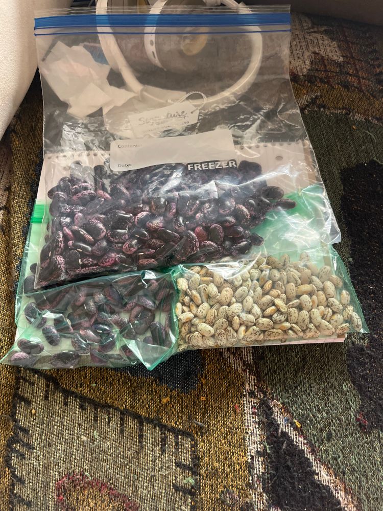3 bags of beans. First is a ziplock gallon bag of Scarlet Runner beans, which are large beans that are a mottled deep plum and lavender in color. Second is a ziplock sandwich bag full of immature Scarlet Runner beans. Third is a ziplock sandwich bag of pinto beans, which are small, cream in color and have brown spotting.