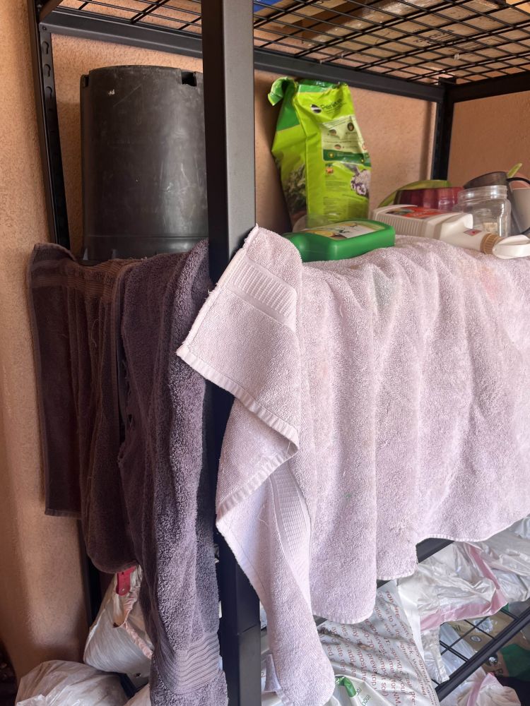 A makeshift drying area with an upside down black pot covering the cannabis flowers, and towels draping to remove as much sunlight as possible.
