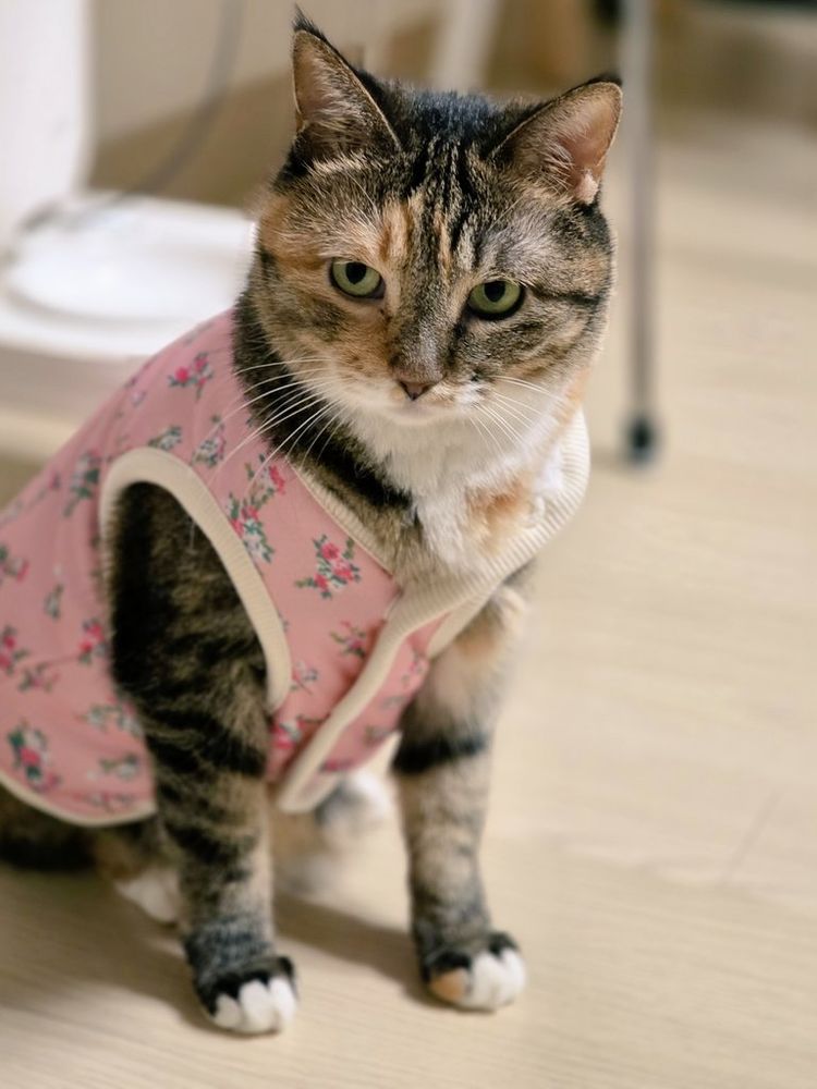삼색태비 고양이가 연분홍 바탕에 잔꽃무늬가 프린트된 조끼 (이른바 김장조끼)를 입고 있다