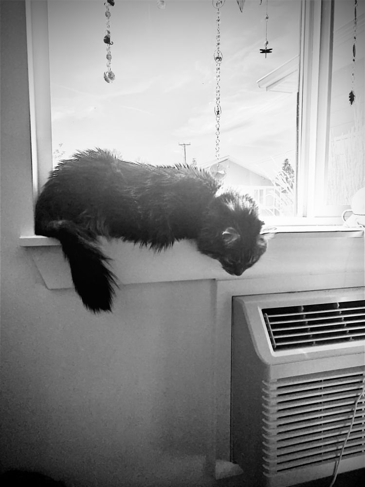 Black and white photo of large Maine Coone cat sleeping on the window sill in the sun. His head hangs down over the edge as if he’s too exhausted to support it. 