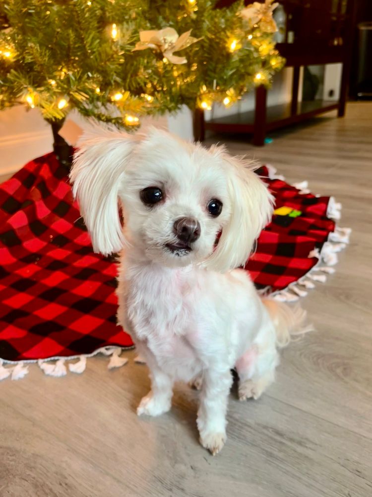 The world’s cutest Maltese in front of a Christmas tree.