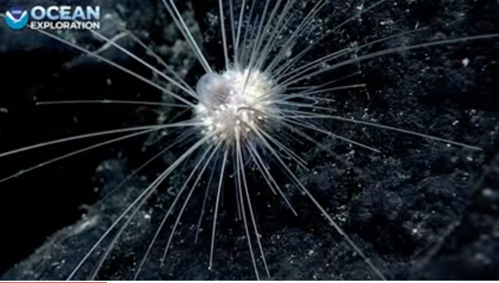 white urchin with long spines, balloon like feature on top
