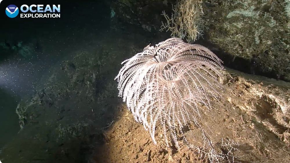 spiral coral in multiple whorls