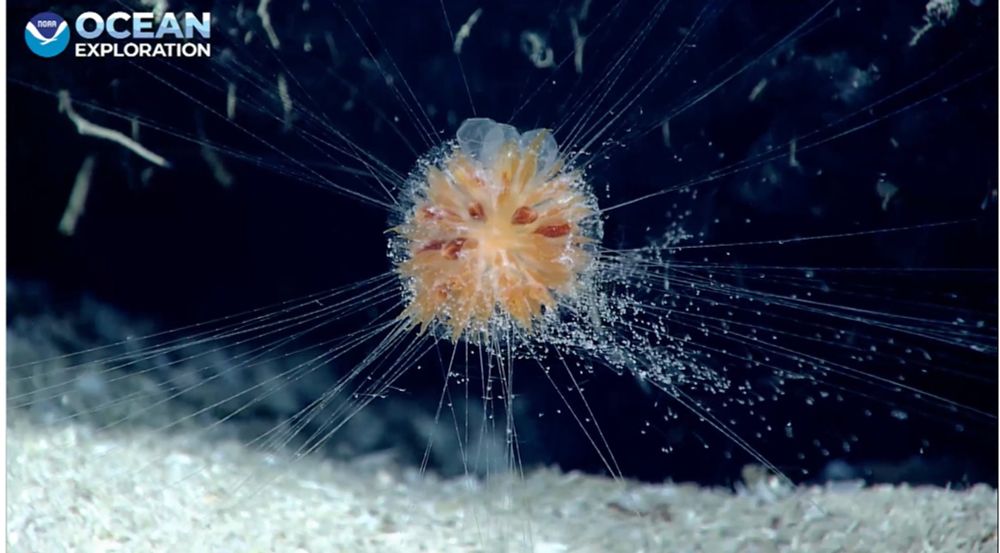 orange-brown center on a ball-like jelly like animal suspended by long mucous like threads