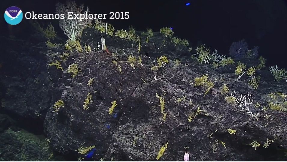 yellow corals covering black rock in the deep-sea