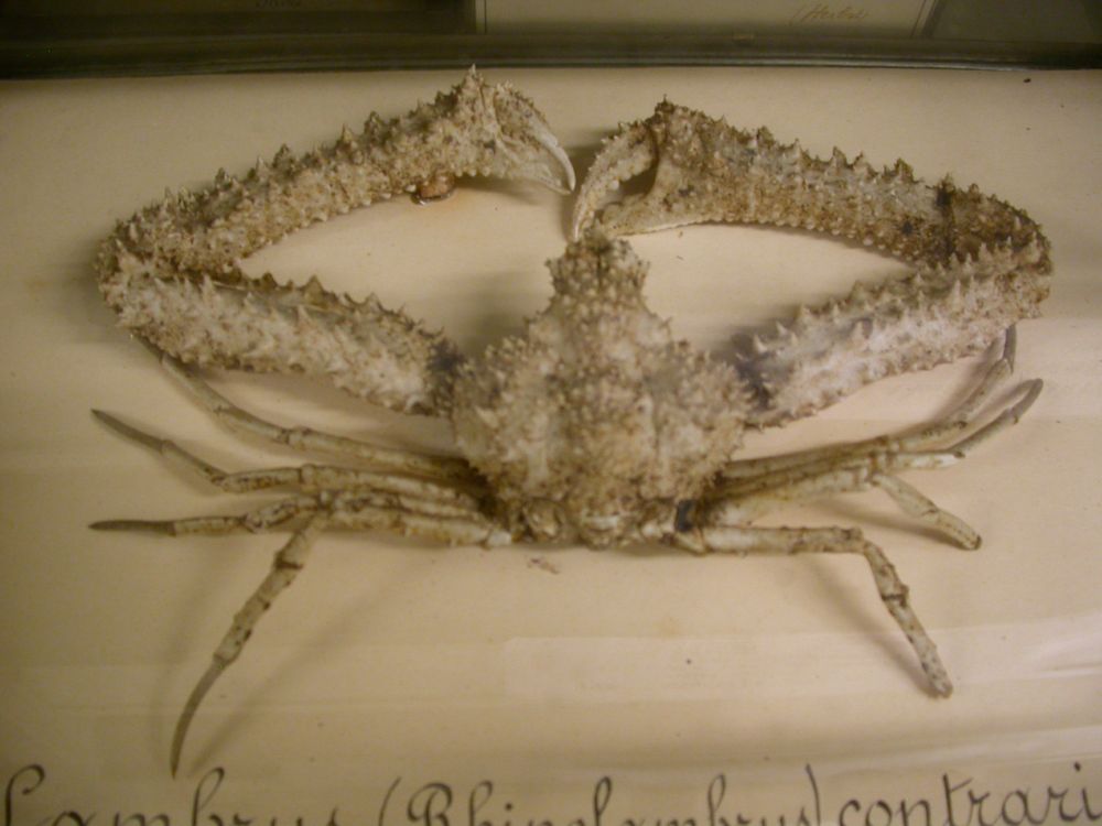 crab with very large "elbow" claws, 4 legs on either side. mounted on wood