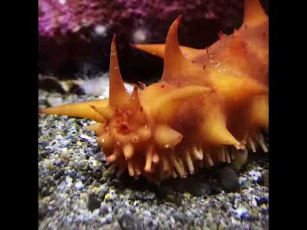 California Red Sea Cucumber Pooping