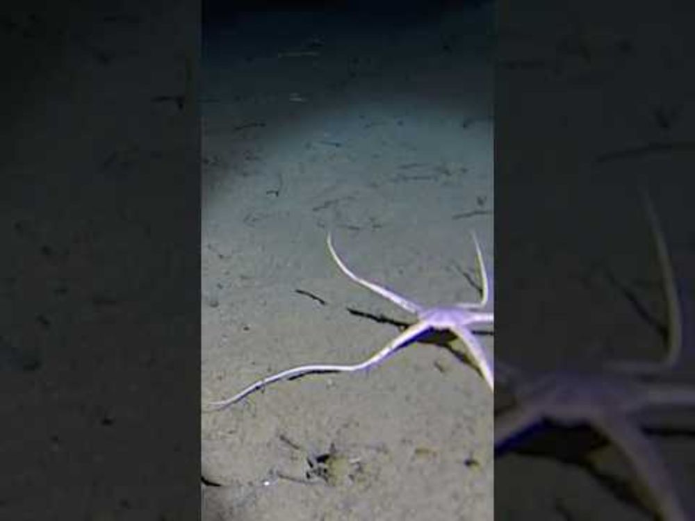 Antarctica - the Kingdom of the Echinoderm!
