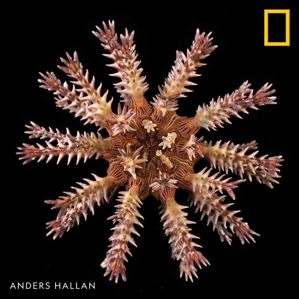 spiny urchin with spines on spines