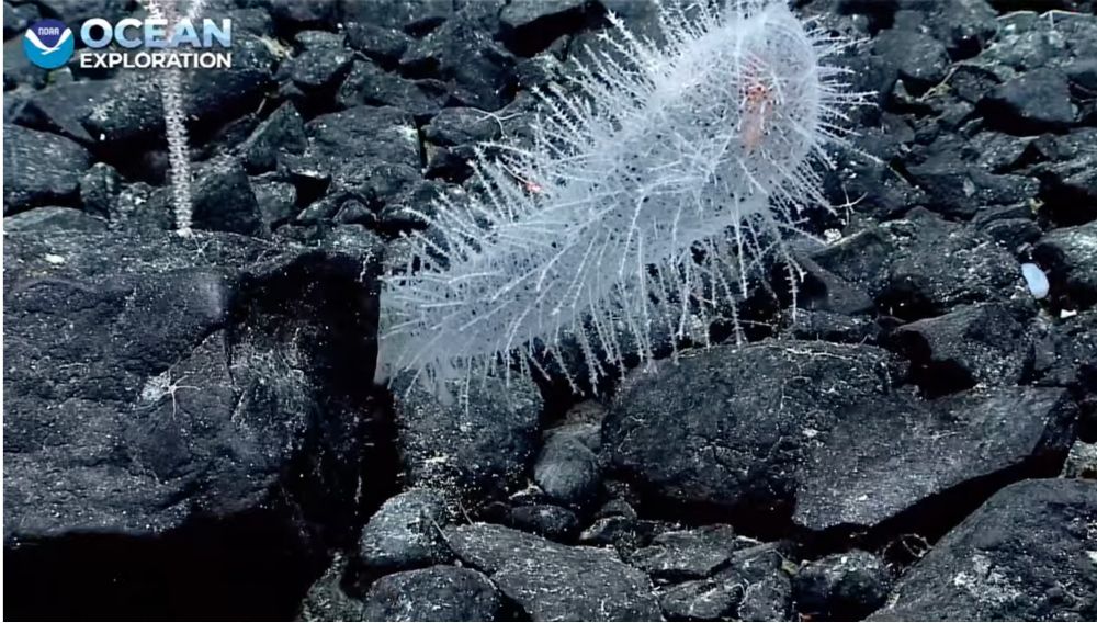 glass sponge with glass spines