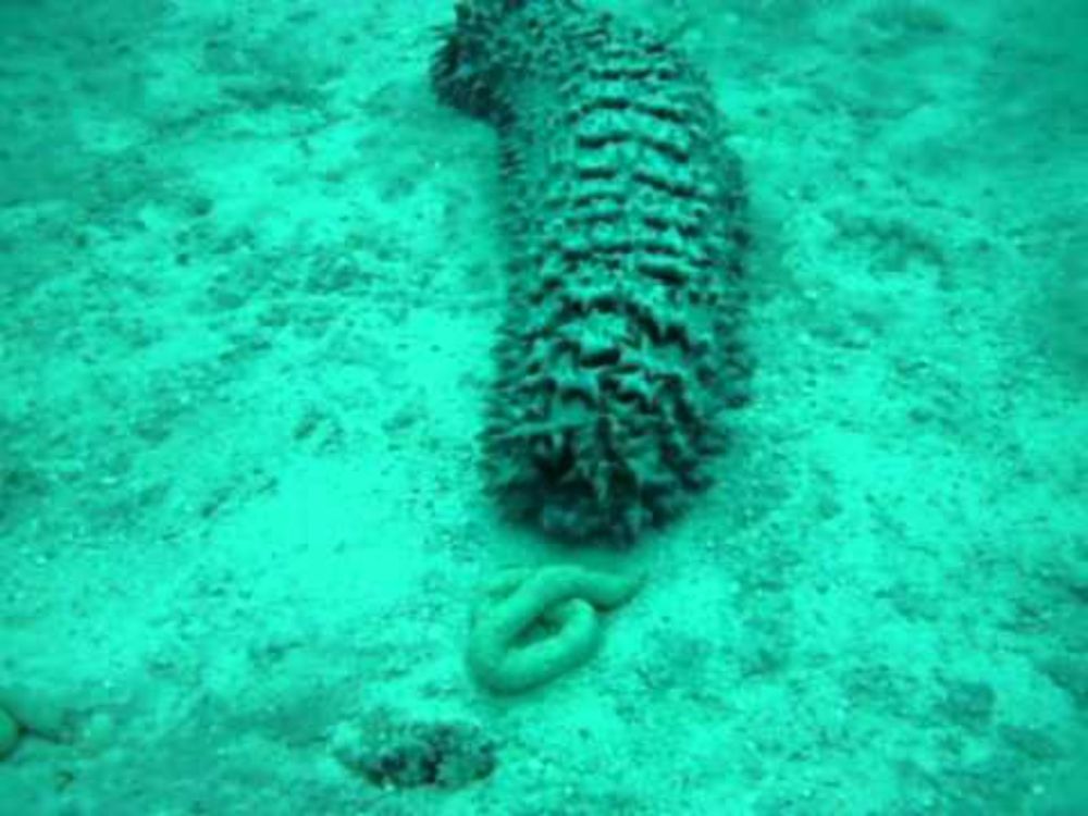 Sea cucumber shitting