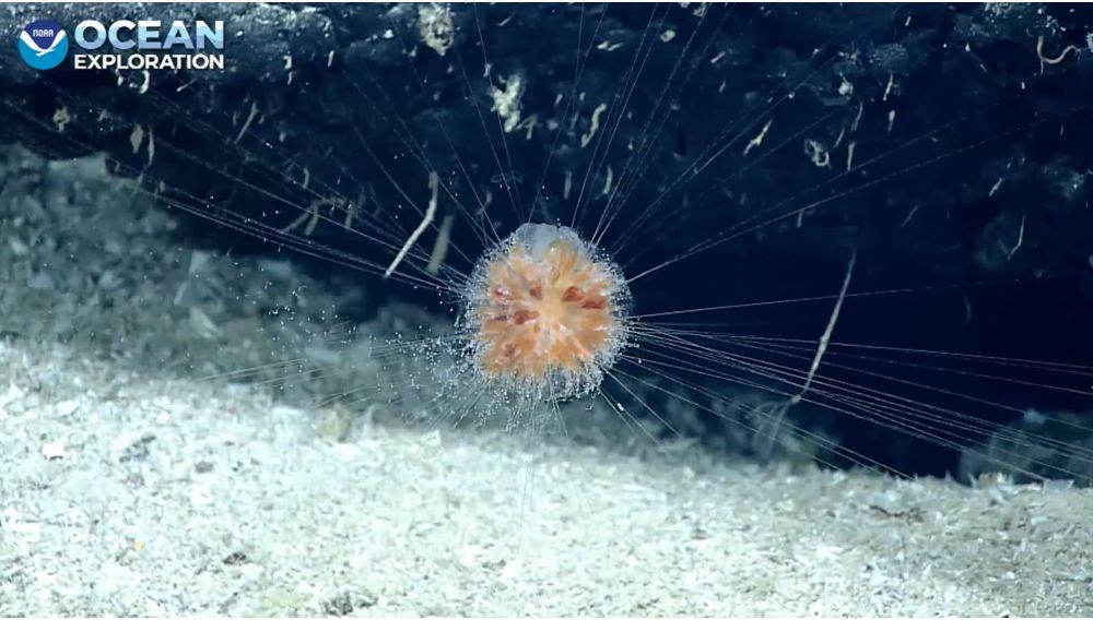 orange-brown center on a ball-like jelly like animal suspended by long mucous like threads