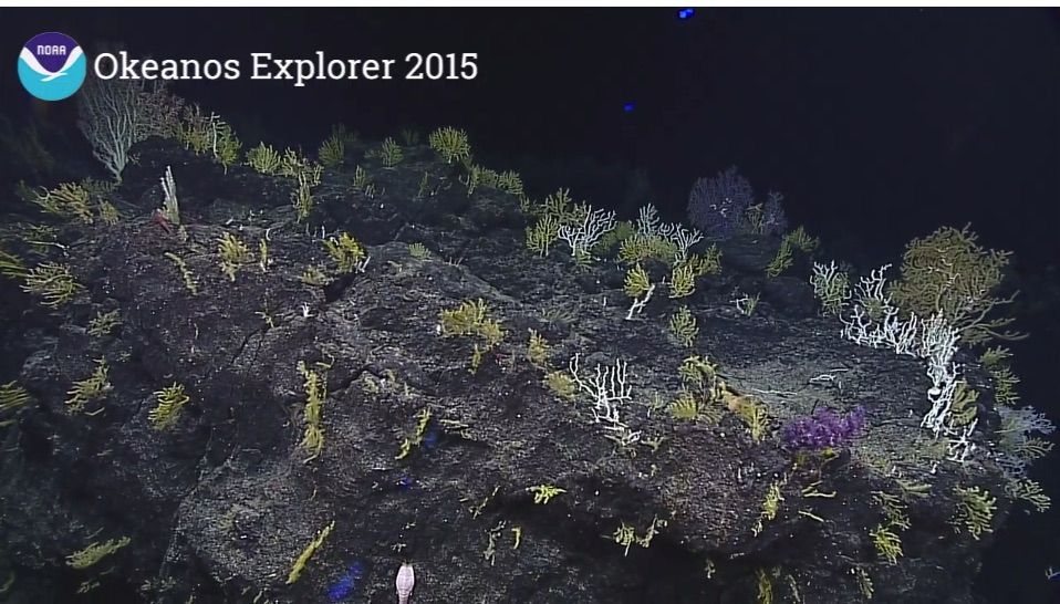 yellow corals covering black rock in the deep-sea