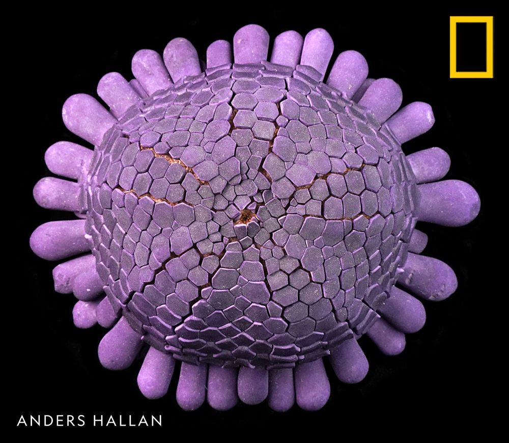 Purple urchin with smooth plates on top, blunt fringe around edge