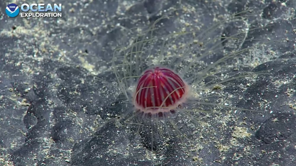 deep red jelly living on sea bottom with tentacles 