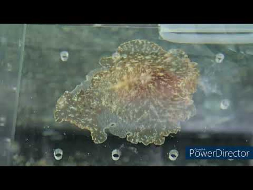 Try to attack nudibranch but fail  by planocerid flatworms