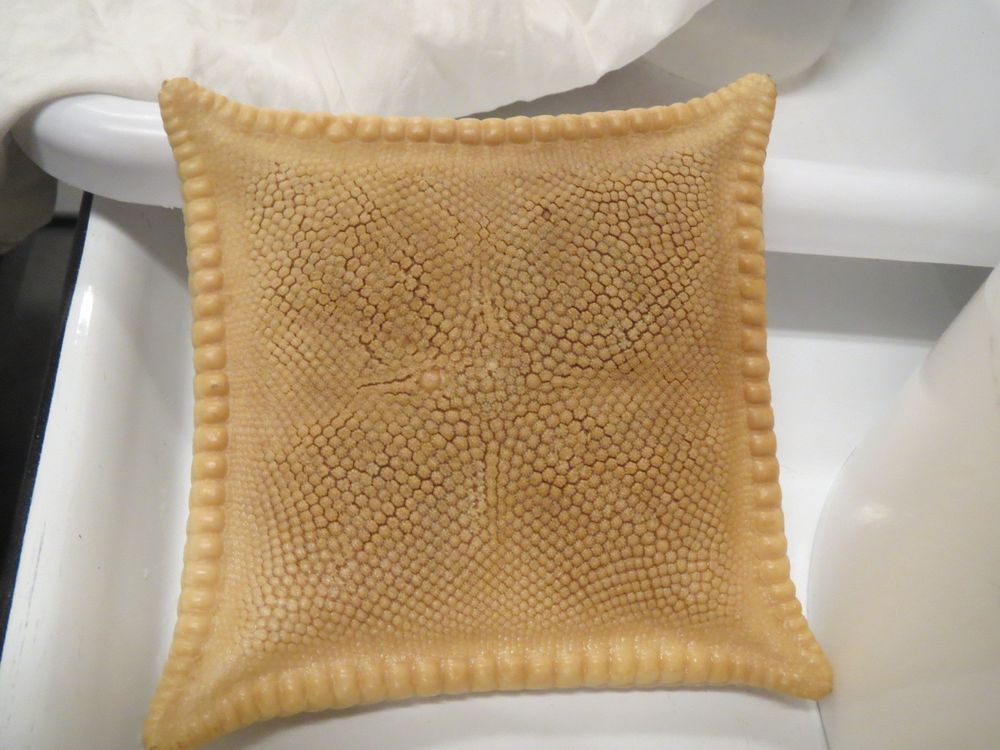 4 armed sea star with distinct border appearing like a square rather than a star
