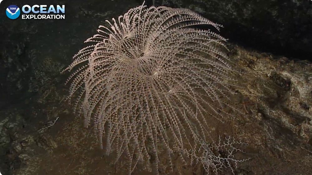spiral coral in multiple whorls