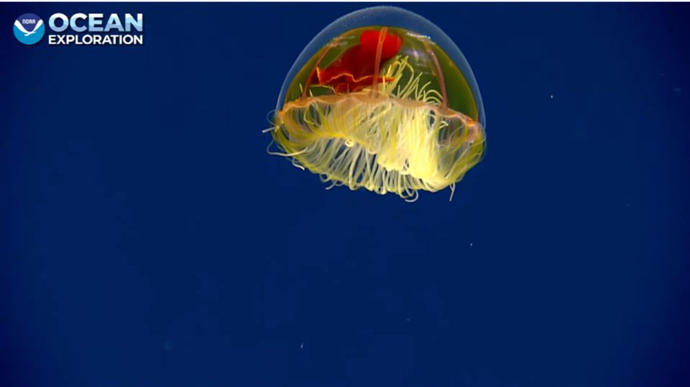 yellow jelly with red bits within