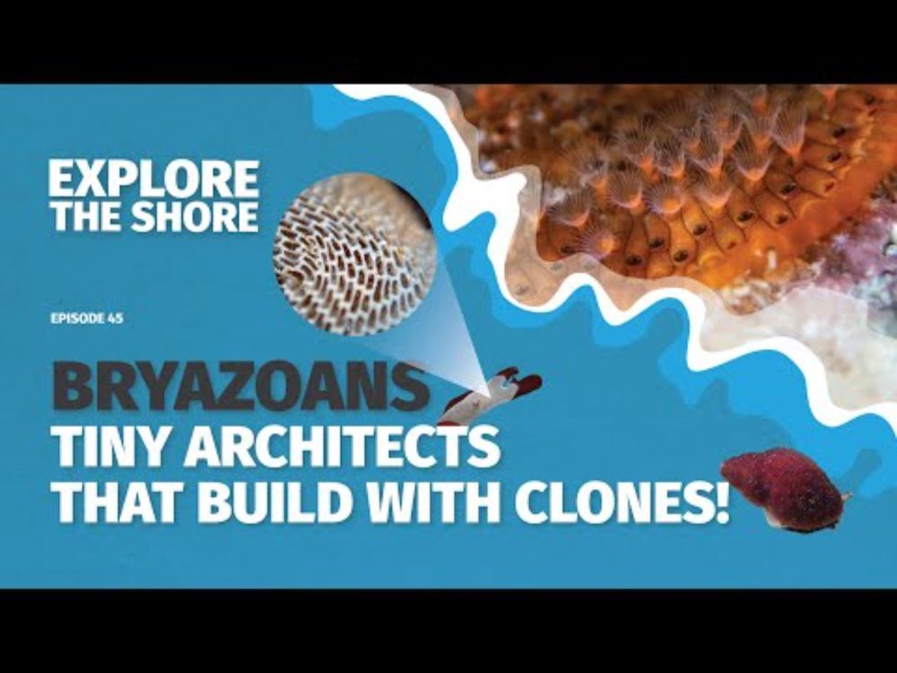 Bryazoans-Tiny Architects That Build With Clones!