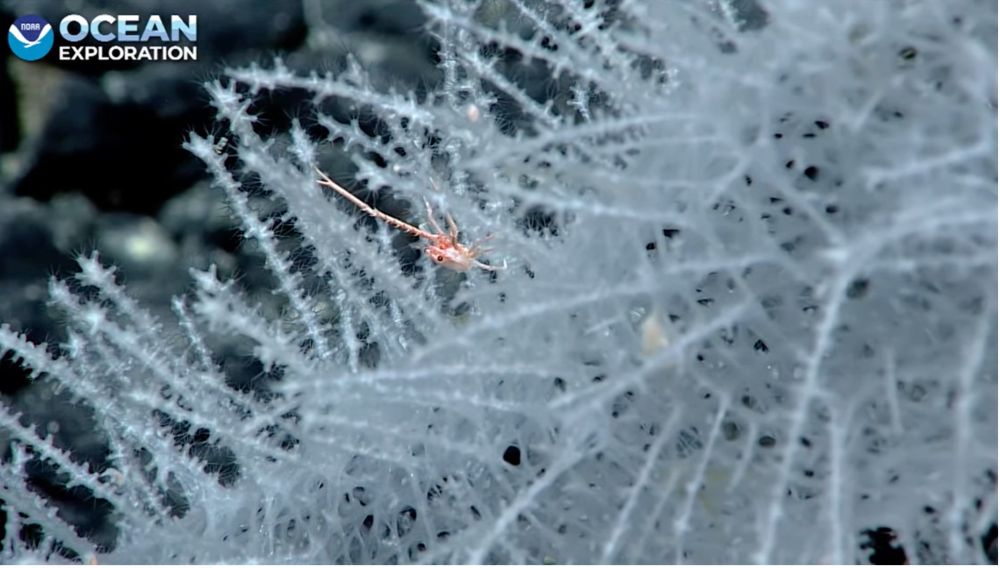 spiny glass patch of a glass sponge with tiny squat lobster
