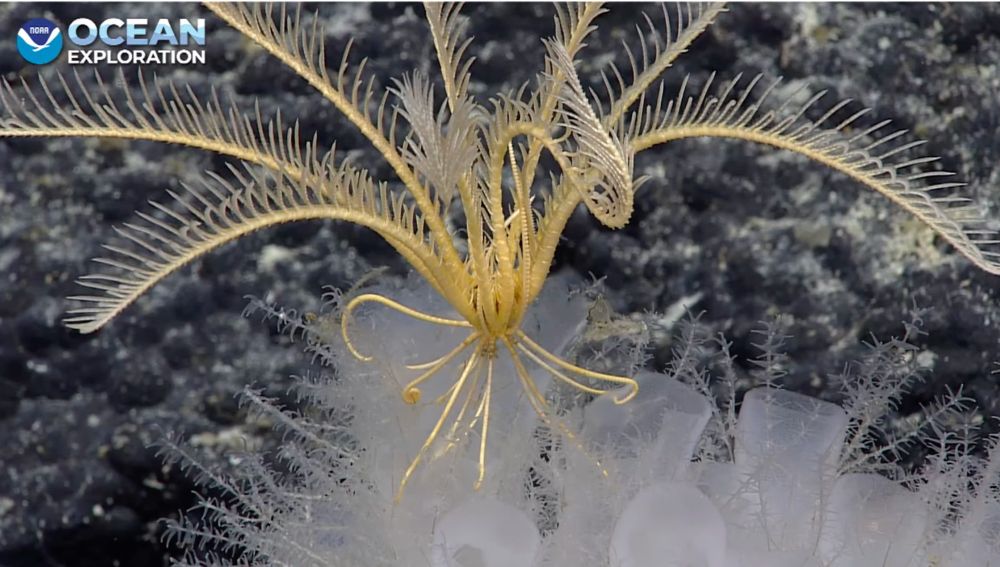 yellow feather star with feathery arms and long tendrils attached to sponge