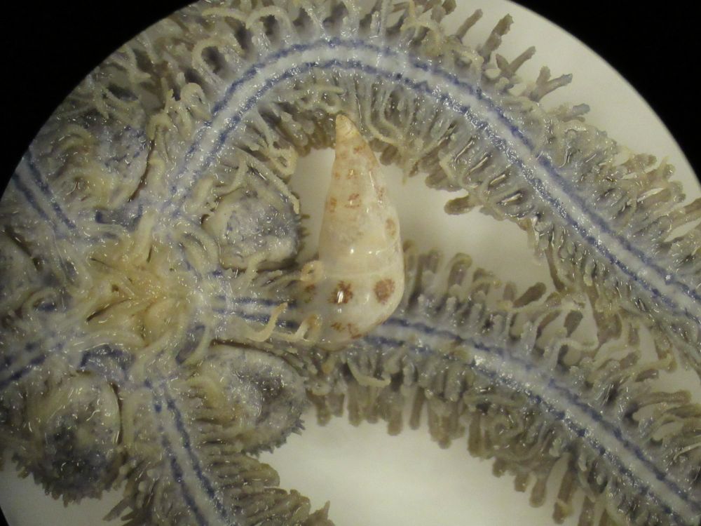 Snail, white attached to the arm of a brittle star which has purple stripes along the oral surface 