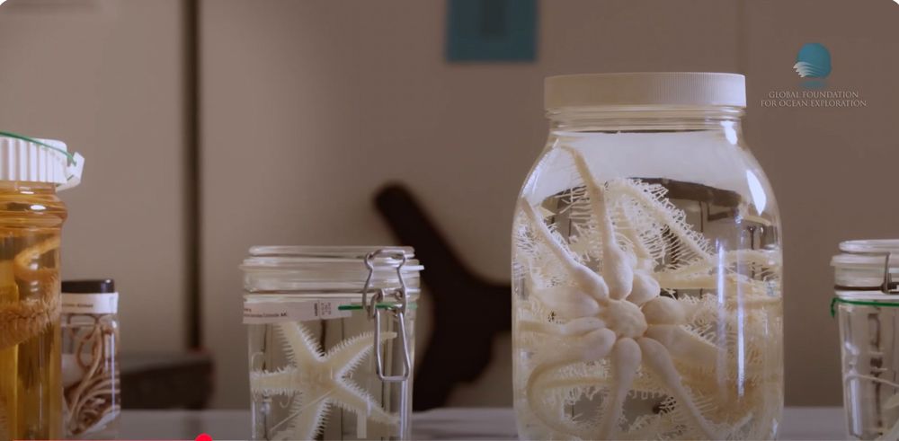 starfish in jars