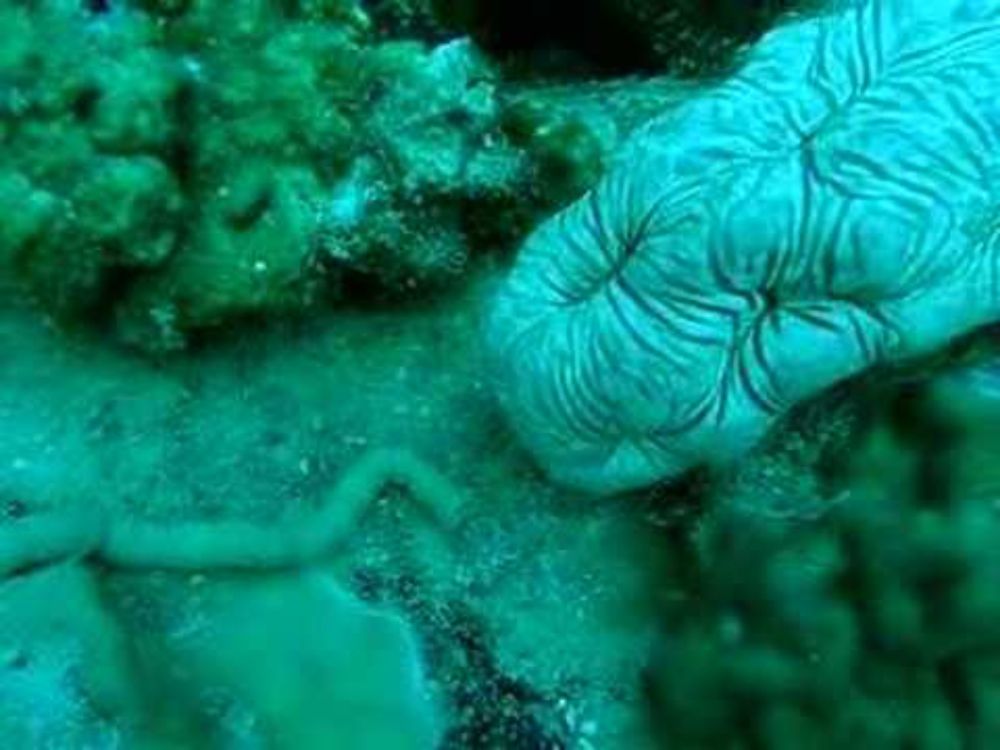 sea cucumber shitting