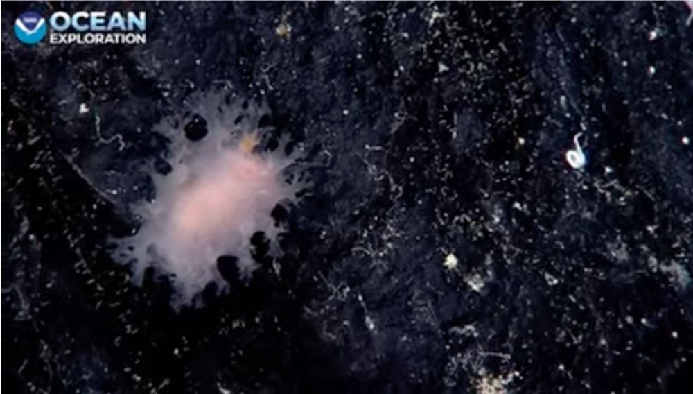 white pudgy sea slug