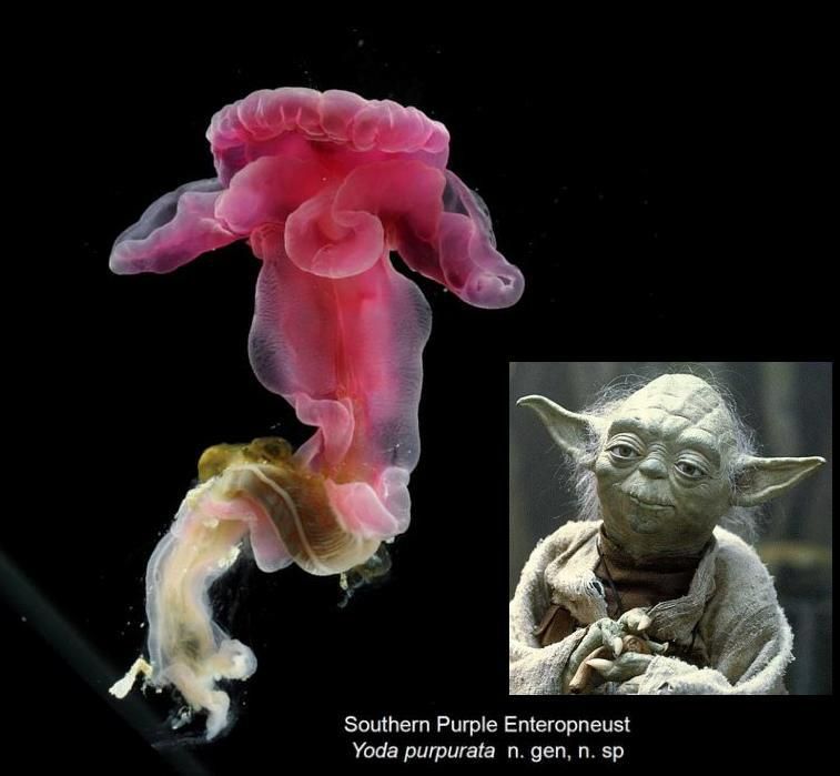 Image included in @echinoblog.bsky.social's post loading=
