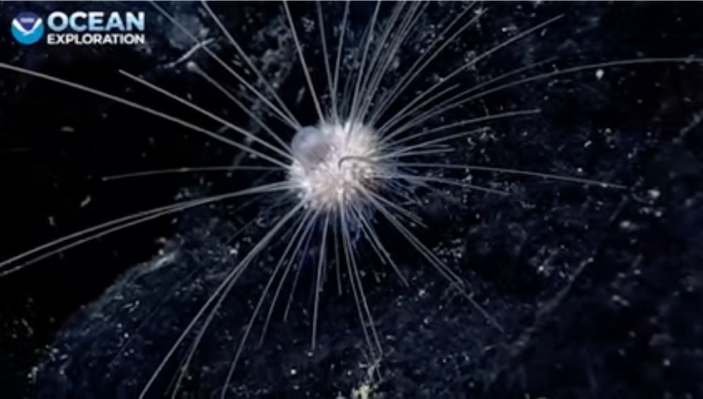 white urchin with long spines, balloon like feature on top