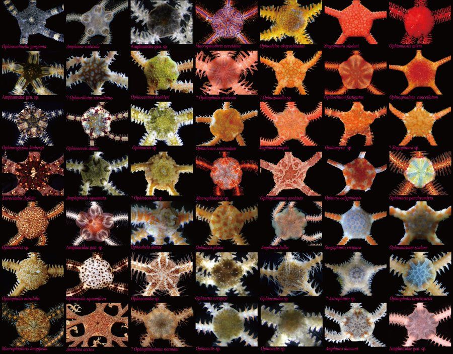 disks of about 100 different species of brittle stars varying in color and pattern